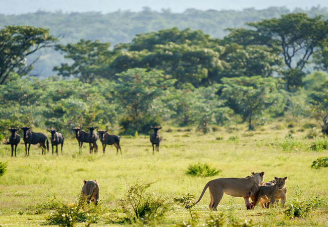 Game Drives