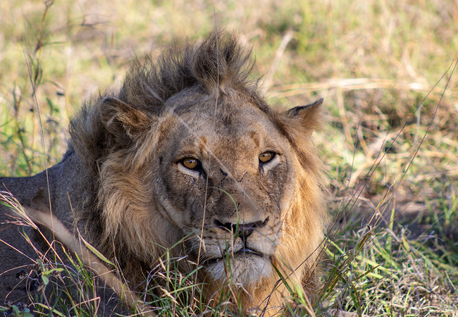 Elephant Walk Retreat in Komatipoort, Mpumalanga