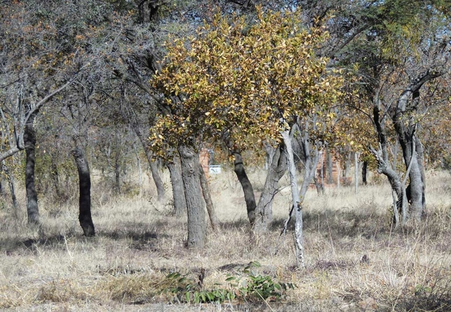 El Rancho Grande