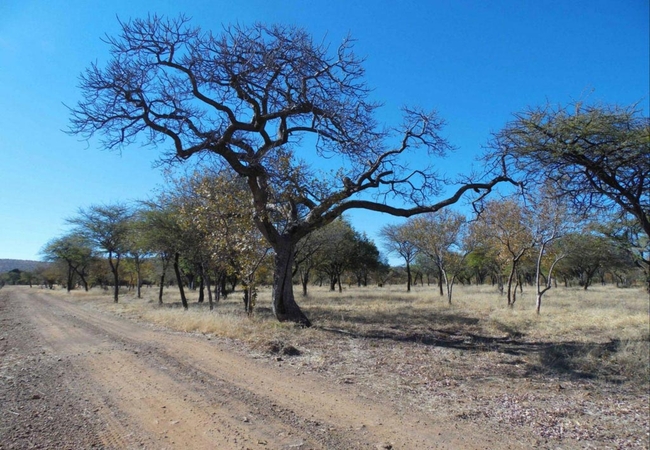 El Rancho Grande