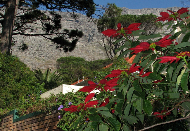 Table Mountain view