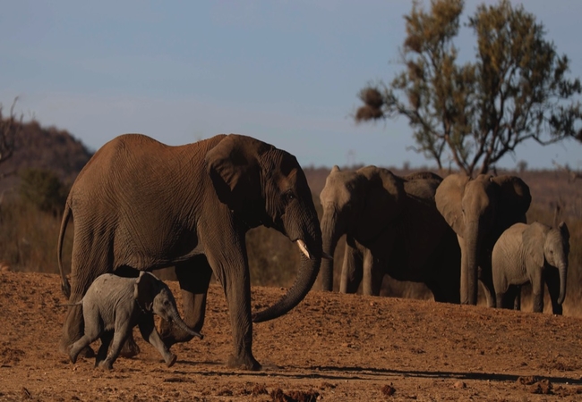 Etali Safari Lodge