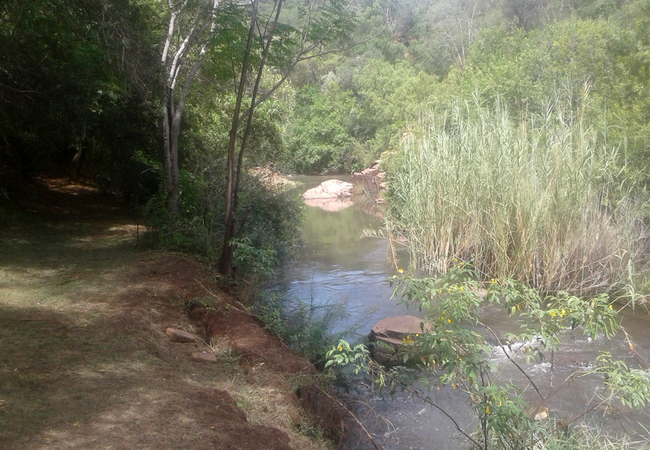 Shaded trees along river