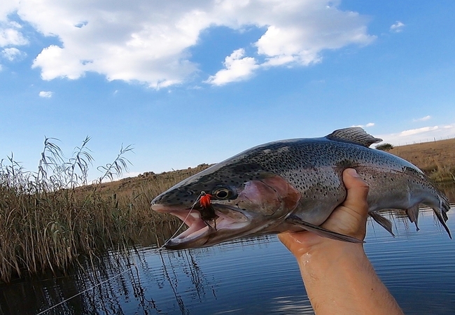 Rainbow Trout