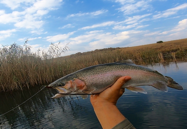 Catch & Release