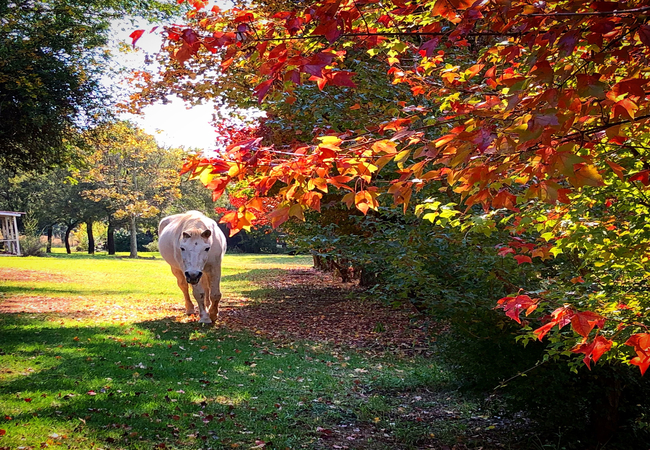 Autumn Colours