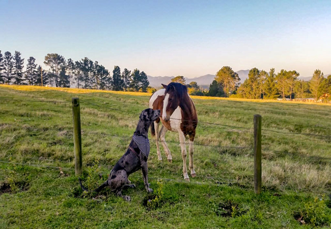 Pet Friendly Cottages