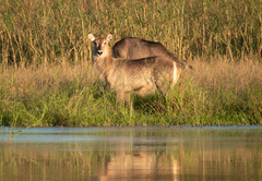 Finfoot Lake Reserve