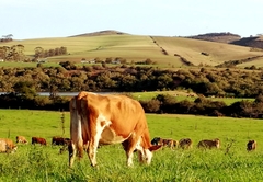 Fleckvieh Guest Farm