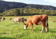 Fleckvieh Guest Farm