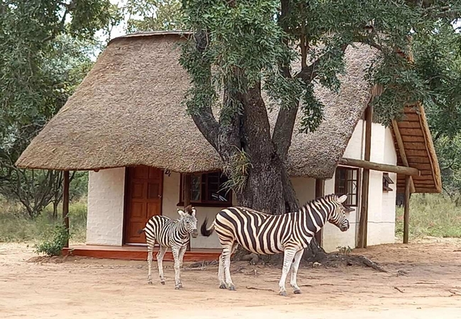 Wild Ride Safaris and Bush Camp