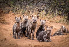 Garonga Safari Camp