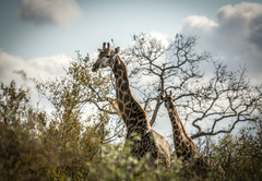 Garonga Safari Camp