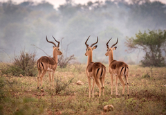 Garonga Safari Camp