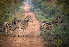 Garonga Safari Camp