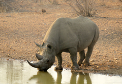 Garonga Safari Camp