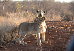 Garonga Safari Camp