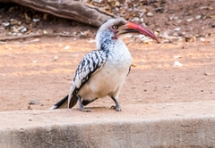 GeM Bateleur