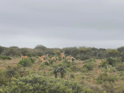 Giraffe Tower Private Villa