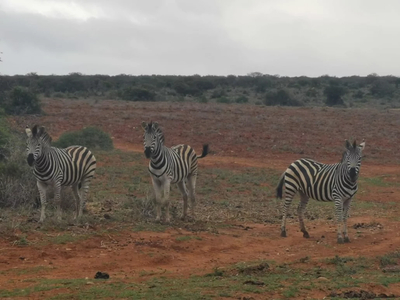 Giraffe Tower Private Villa