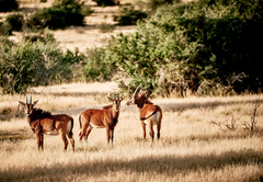 Glen Harry Game Reserve