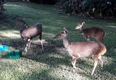 Bushbuck drinking water