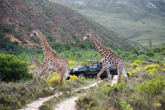 Game Drives