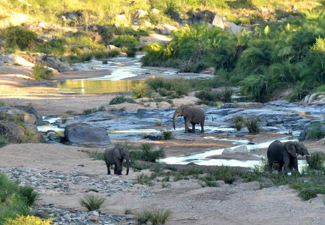 Game Drives