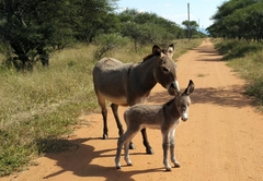 Grootgeluk Bush Camp