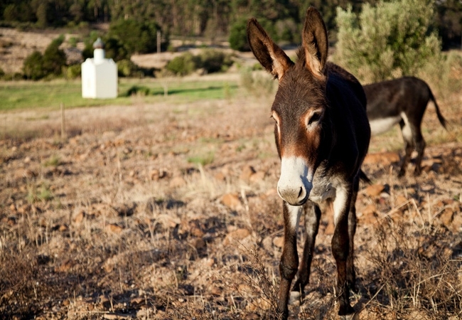 Guinevere Guest Farm