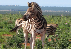 Addo Park game-viewing