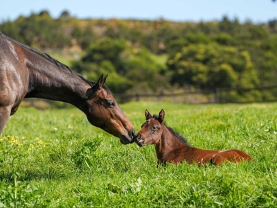 Hemel N Aarde Stud Farm