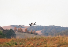 The Heron at Beacon Vlei