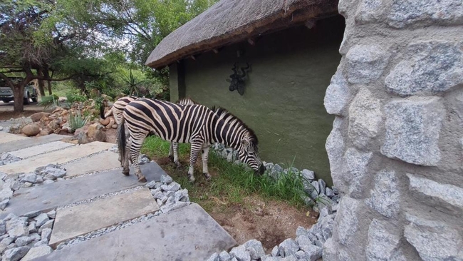 Honey Badger Safari House