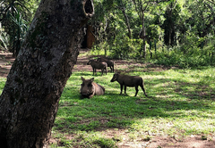 Warthog family