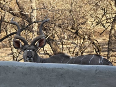 Inkolongwane Bush Lodge