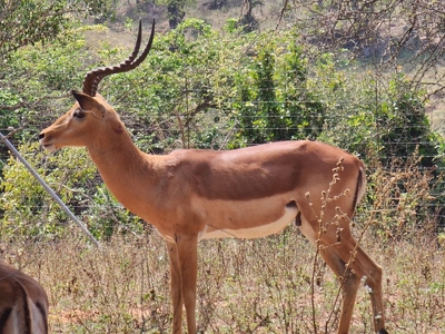 Inkolongwane Bush Lodge