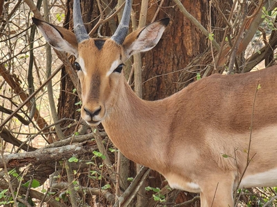 Inkolongwane Bush Lodge