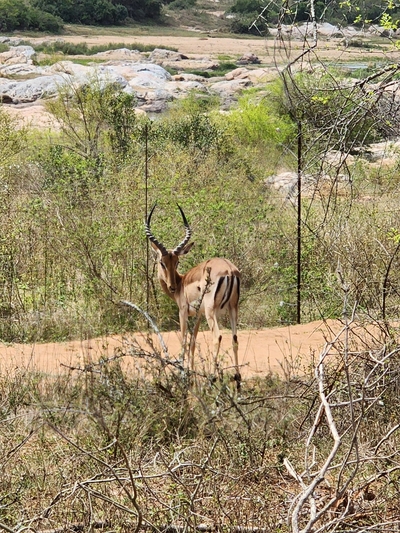 Inkolongwane Bush Lodge