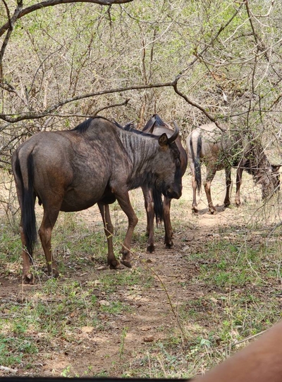 Inkolongwane Bush Lodge