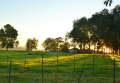 On the farm