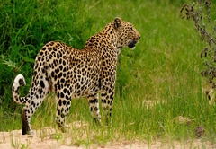 Inyati Private Game Reserve