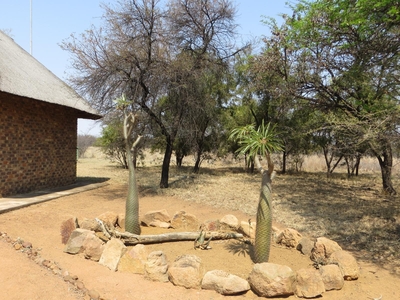 Isilwane Bush Camp