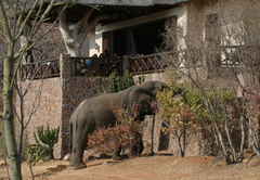 Izingwe Lodge