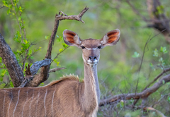 Kaingo Game Reserve