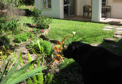 Garden Flame Lily