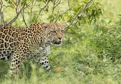 Kambaku River Lodge