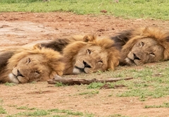 Kambaku River Lodge