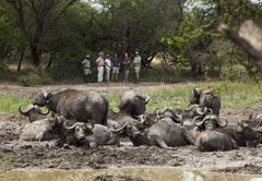 Kapama Buffalo Camp