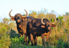 Kariega Main Lodge